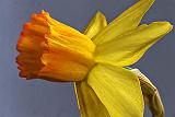 Miniature Daffodil Closeup_P1030327-8